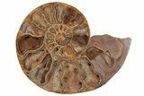 Crystal Filled, Cut & Polished Ammonite Fossil - Jurassic #191018-2